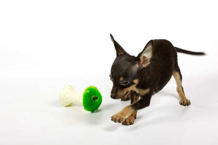 small chihuahua puppy on the white backgroundの写真素材