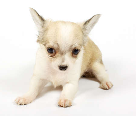 small chihuahua puppy on the white backgroundの写真素材