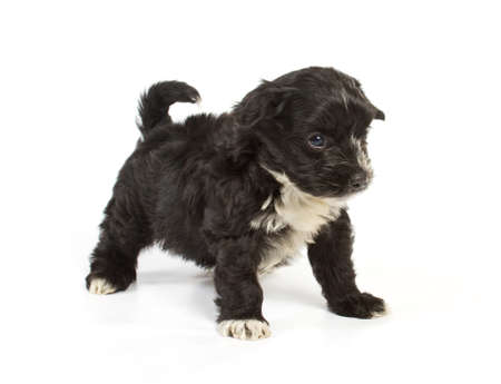 Chihuahua puppy in studio on the whiteの写真素材