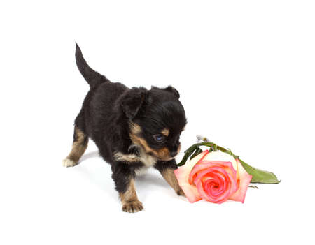 chihuahua puppy in studio on the whiteの写真素材