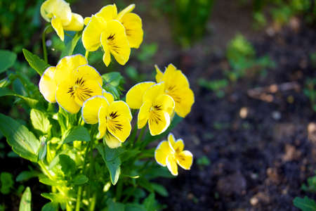 Pansiesの写真素材