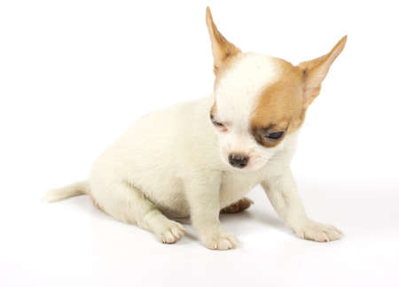 small chihuahua puppyの写真素材