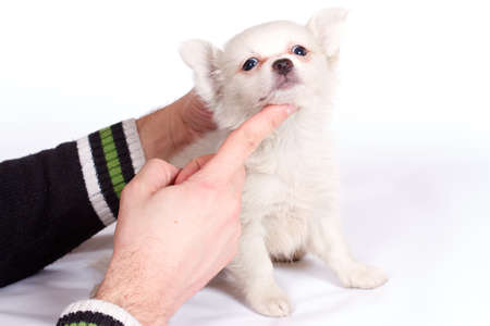 chihuhua puppy isolated on the white backgroundの写真素材