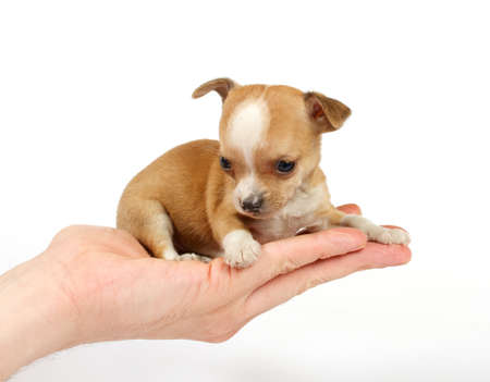 Funny puppy Chihuahua poses on a white backgroundの写真素材