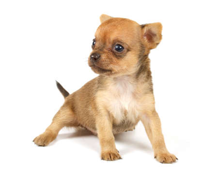 Funny puppy Chihuahua poses on a white backgroundの写真素材