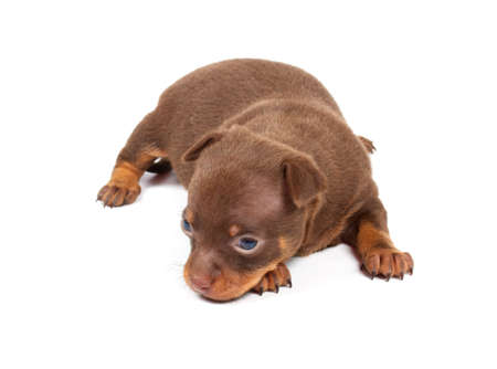 Funny puppy Chihuahua poses on a white backgroundの写真素材