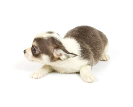 small chihuahua puppy on the white backgroundの写真素材