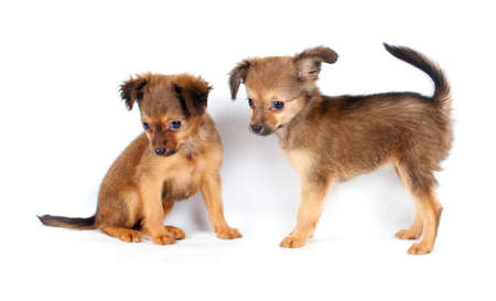 Funny puppy Chihuahua poses on a white background