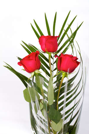 Close-up shot of rosesの写真素材