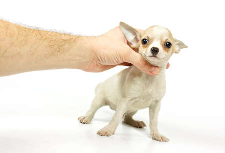 Chihuahua small puppy on the whiteの写真素材