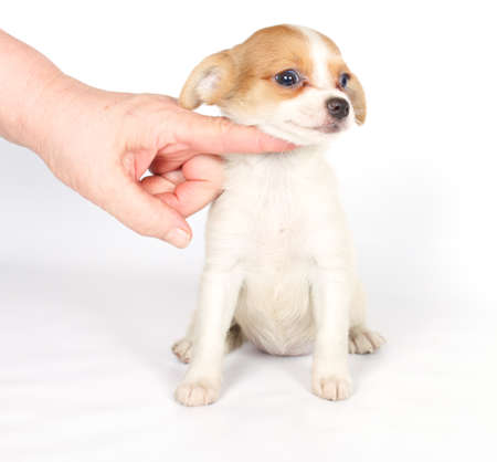 chihuhua puppy isolated on the white backgroundの写真素材