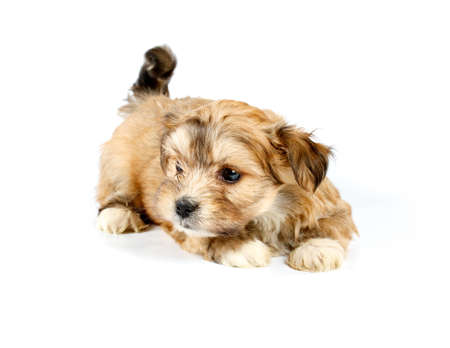 Funny puppy Chihuahua poses on a white background