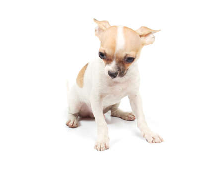 Funny puppy Chihuahua poses on a white backgroundの写真素材