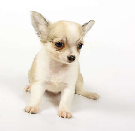 small chihuahua puppy on the white backgroundの写真素材
