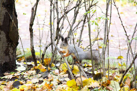 Brown squirrel 