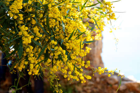 mimosa tree with yellow flowersの写真素材