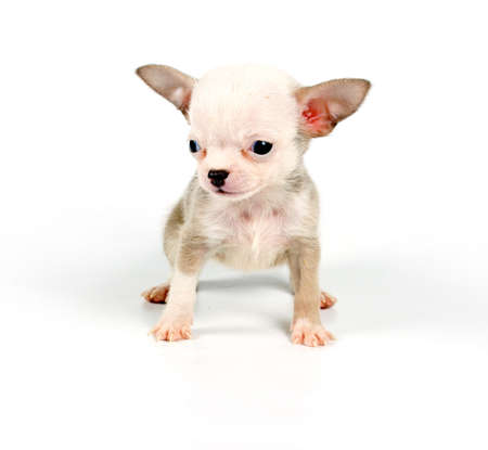 Funny puppy Chihuahua poses on a white backgroundの写真素材