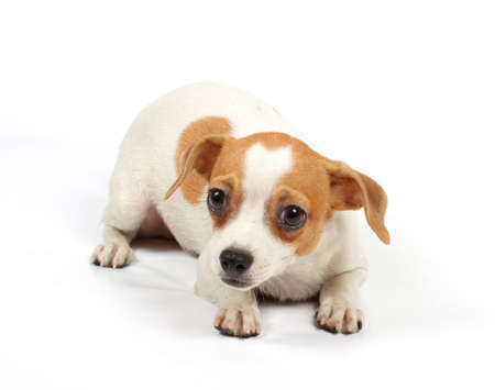 Funny puppy Chihuahua poses on a white backgroundの写真素材