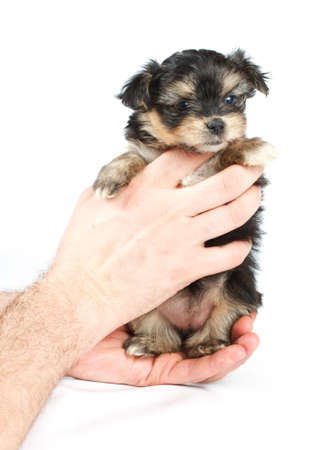 Funny puppy Chihuahua poses on a white backgroundの写真素材