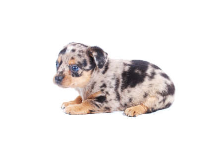 Chihuahua puppy in studio on the whiteの写真素材