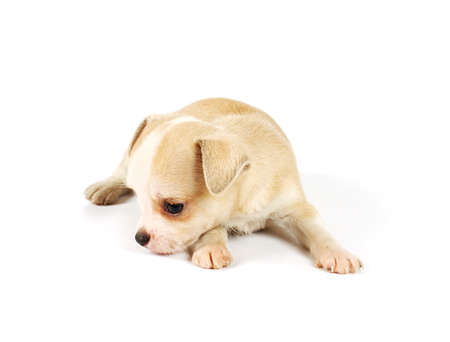 Funny puppy Chihuahua poses on a white backgroundの写真素材