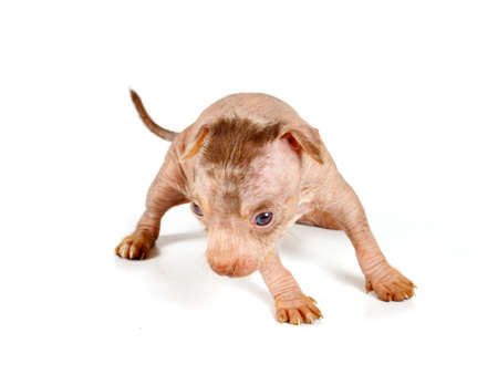 Chinese Crested Dog isolated on whiteの写真素材