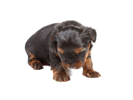 Yorkshire terrier looking at the white backgroundの写真素材