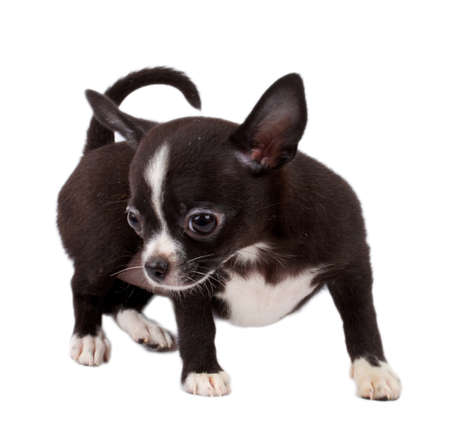 cute small chihuahua puppy sitting on white looking at camera isolatedの写真素材
