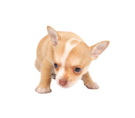 portrait of a cute purebred puppy chihuahua in front of white backgroundの写真素材