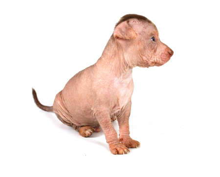 Chinese Crested Dog isolated on whiteの写真素材