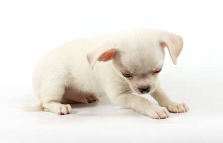 cute small chihuahua puppy sitting on white looking at camera isolatedの写真素材