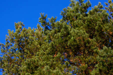 Autumn forest の写真素材