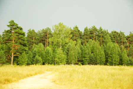 russian forest summerの写真素材