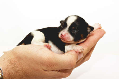 chihuahua puppy on the white