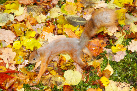 Brown squirrel の写真素材