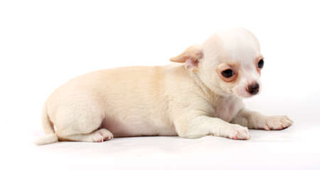 cute small chihuahua puppy sitting on white looking at camera isolatedの写真素材