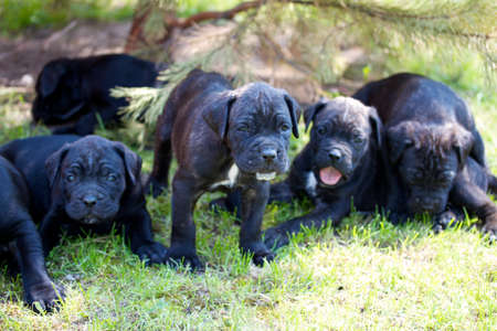 cane corso puppyの写真素材