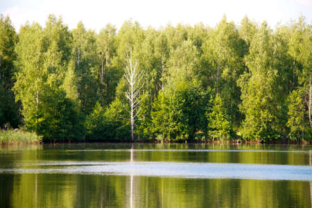 view of the beautiful river and forestの写真素材