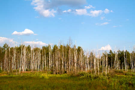 grass valley in forest during summerの写真素材