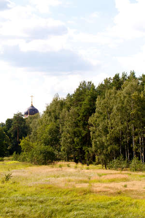 grass valley in forest during summerの写真素材