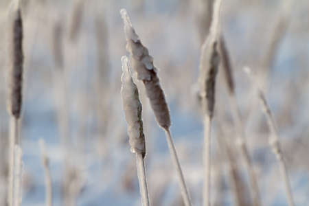 Snow covered rush against on snow backgroundの写真素材