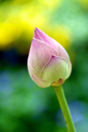 Beautiful Lotus Flowerの写真素材