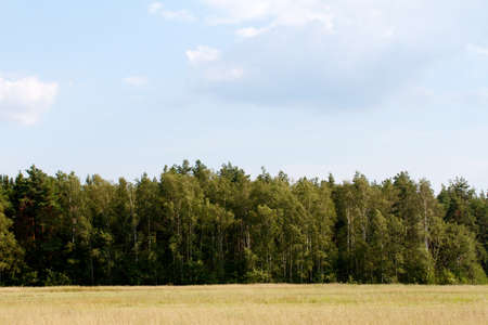 grass valley in forest during summerの写真素材