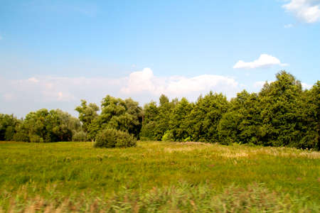grass valley in forest during summer