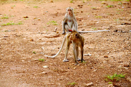 Monkey on  Jungle of Thailand