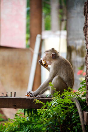 Monkey on  Jungle of Thailandの写真素材