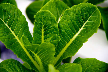 Growing lettuce in rows in the vegetable gardenの写真素材