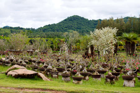 Nongnooch Tropical Botanical Garden, Pattayaの写真素材