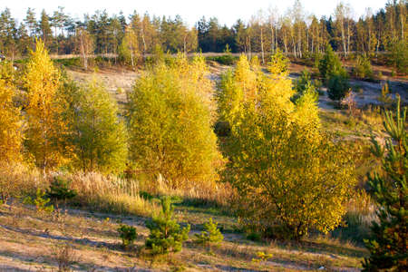 Autumn forest の写真素材