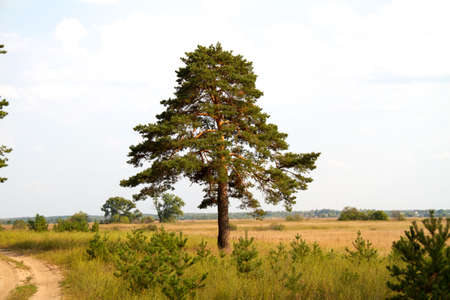Lonely treeの写真素材